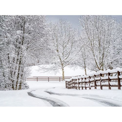 Washington State-Fall City-fresh snow on trees and fence and snow covered road